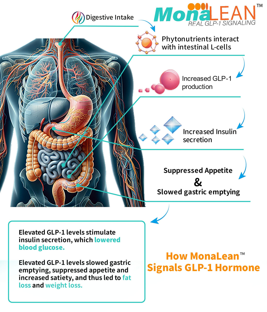 MonaLean™ by Theramone Health™: Real GLP-1 Signaling - Theramone Health™